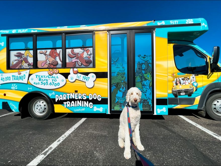 A doodle dog waits on a leash in the lot outside the Partners Dog Training facility.