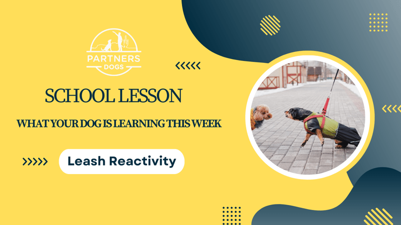 Leash Reactivity — dog behavior