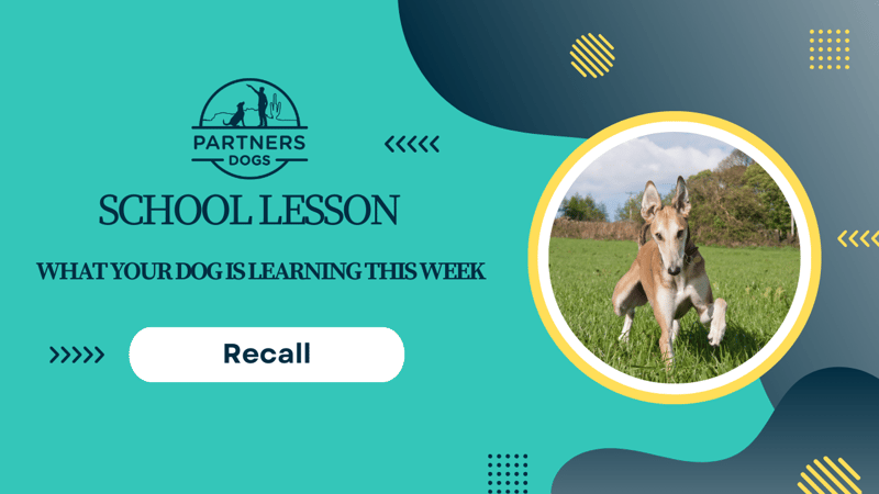 Recall Failure — dog behavior
