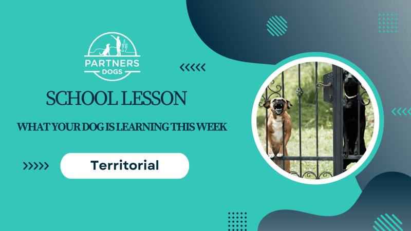 Territorial Aggression — dog behavior