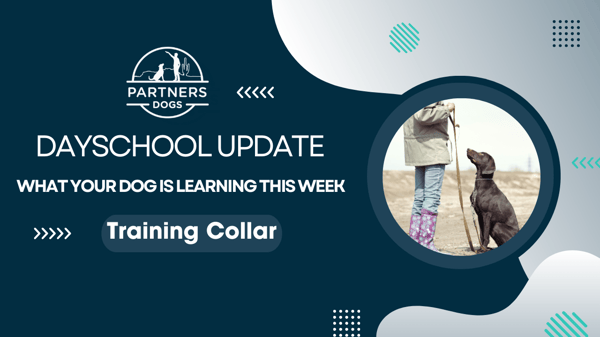 Chrome Plated Training Collar, HermSprenger (#28415)