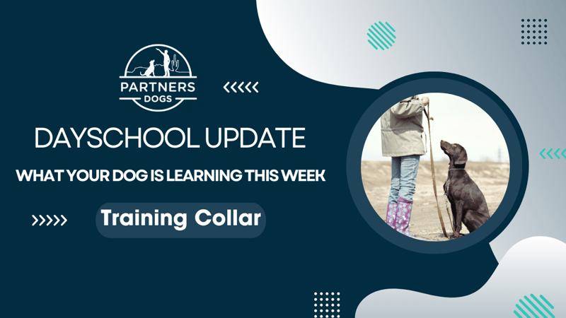 Chrome Plated Training Collar, HermSprenger (#28412)