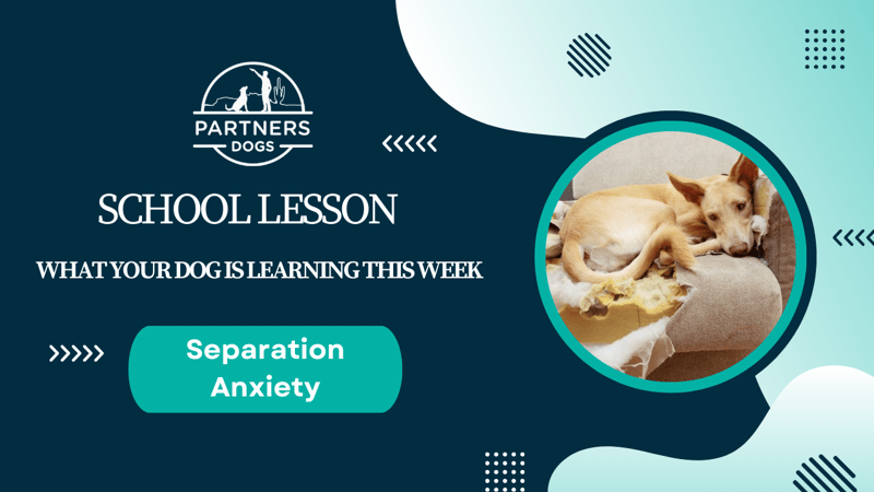 Car Anxiety — dog behavior