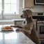 Counter Surfing