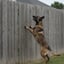 Escaping and Fence Jumping