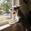 Excessive Barking