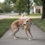 Fear of Other Dogs