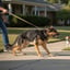 Leash Reactivity