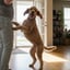Mounting and Humping