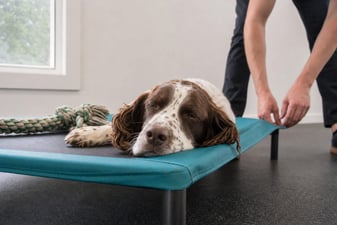 A Springer Spaniel rests its chin on a raised cot beside a rope toy.