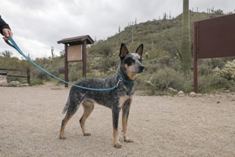 Leashed Australian cattle dog at a Sonoran Desert preserve trailhead