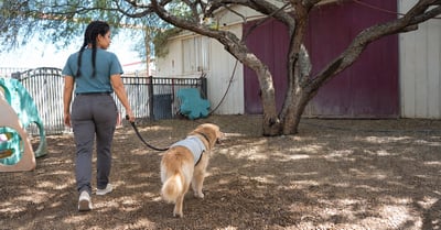 Lucero Padilla-Meza walks a Golden Retriever in the tree-shaded yard at Partners Dogs Cave Creek.