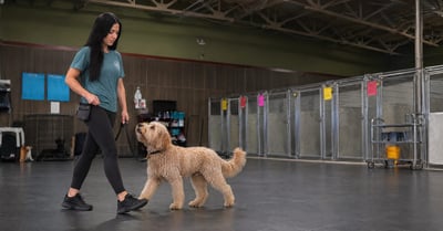 Alessandra running a training session with an adult Labradoodle at Partners Dogs Scottsdale