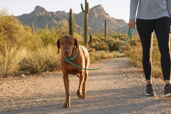 Snowbird pet parent walks a leashed Vizsla on a Scottsdale desert trail with saguaros in December
