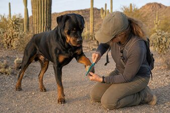Wide-tooth comb lifting a cholla cactus joint off a rottweiler's paw on a trail