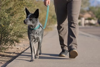 A Cattle Dog mix walks alertly on a leash along a desert-edge sidewalk in the morning.