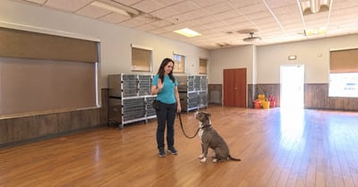 Nicole Colasacco signals an American Pit Bull Terrier / Bully type in DaySchool Classroom C at Partners Dogs Scottsdale.