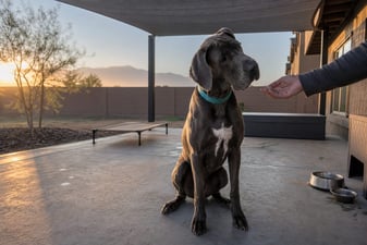 Adult Great Dane sitting calmly on a shaded patio during an evaluation.