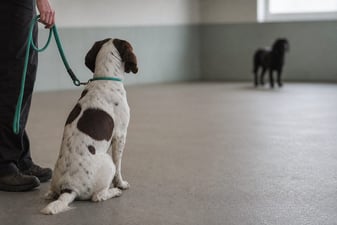 An undersocialized dog kept at a calm distance from another dog during daycare.
