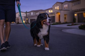 Adult Bernese Mountain Dog walking a quiet stucco street at dusk.
