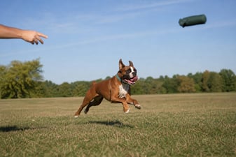 A Boxer runs joyfully across an open grassy field chasing a toy.