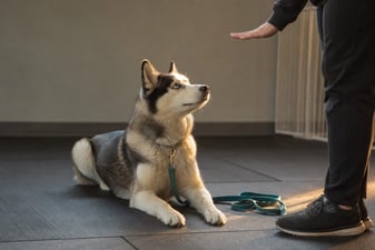 A Husky holds a calm down-stay on a training room floor with a teal leash resting nearby.