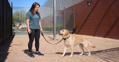 Kaiden conditioning a Labrador Retriever with a low-level e-collar redirect cue in Scottsdale, no triggers present