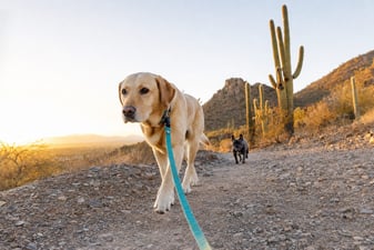 Leashed Labrador retriever hiking a desert trail at sunrise past saguaro cacti