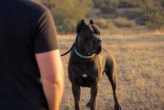 A Cane Corso stands in a sunlit field, its coat catching the late afternoon light.