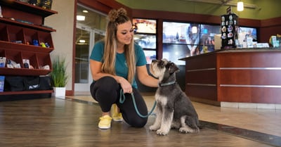 Lexi greeting a Pet Parent and a Miniature Schnauzer in the Partners Dogs Scottsdale lobby during a tour