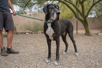 A calm Great Dane on a leash stands watchfully in a gravel yard near a palo verde tree.
