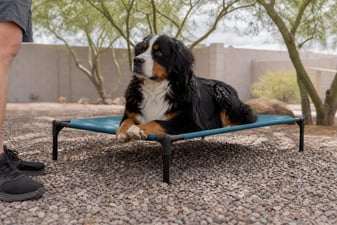 Bernese Mountain Dog holding a place command on a raised cot under a palo verde tree.