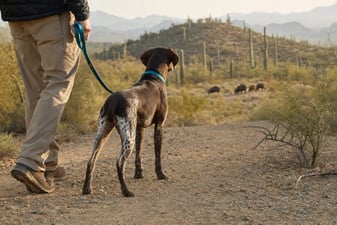 Pet parent walking a leashed German Shorthaired Pointer on a desert trail near a distant javelina herd