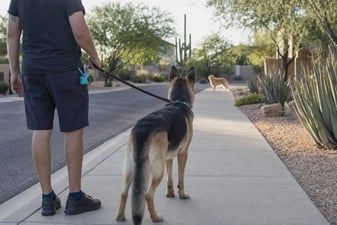 Pet Parent creating calm distance with a leash reactive German Shepherd Dog on a quiet sidewalk