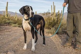 Great Dane pausing on a desert trail to check in during leave it training