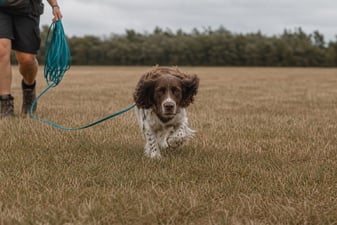 Springer Spaniel working a recall on a long line during trainer certification.