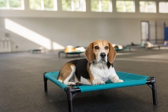 Beagle resting calmly on a raised cot in a sunlit training hall
