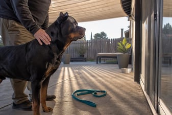 A Rottweiler stands alert on a shaded patio while its owner rests a calm hand on its shoulder.