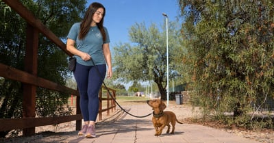 Partners Dogs trainer Kelsey running a rattlesnake avoidance session with a dachshund at safe distance