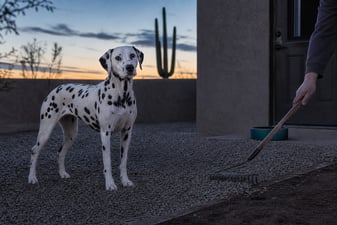 A Dalmatian stands in a cleared gravel yard being prepped for rattlesnake season.