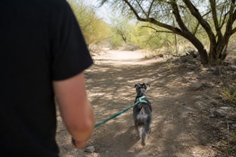 A Miniature Schnauzer trots along a shaded desert trail on a harness and leash.