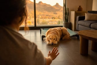 A Golden Retriever rests calmly on a tile floor as golden light fills the living room.