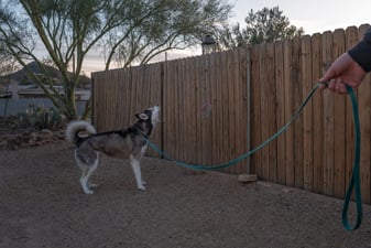 Siberian Husky barking at a backyard fence in a desert neighborhood yard at dusk