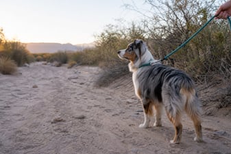 An Australian Shepherd pauses alert on a leash in a desert wash at sunrise.