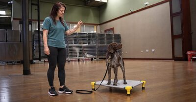 Kay Ross guiding a German Shorthaired Pointer onto a place cot as a guest enters