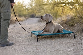 Weimaraner resting on a raised cot beside a desert wash trail in late afternoon shade.