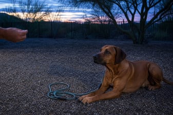 A Rhodesian Ridgeback holds a down-stay in a gravel yard at dusk.