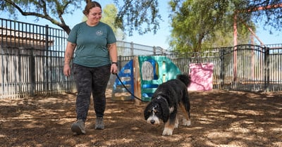 Kelsey Callahan walks a Bernedoodle in the small-dog outdoor DaySchool yard at Partners Dogs Cave Creek.