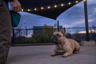 A French Bulldog holds a down-stay on a patio as dusk settles.