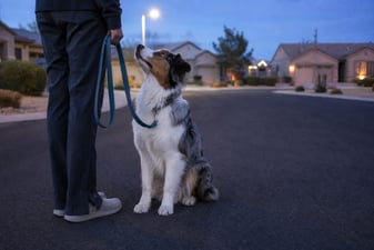 A trained dog sits in heel position beside a handler on a quiet street at dusk.